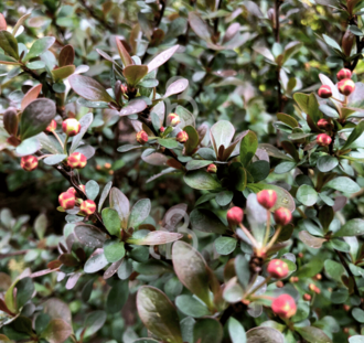 Berberis thunb. 'Atropurpurea' | Zuurbes  | Bosplantsoen