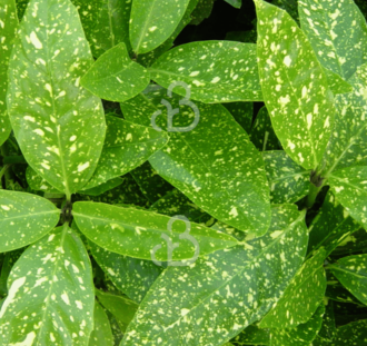 Aucuba jap. 'Variegata' | Broodboom  | Heester