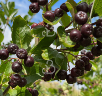 Aronia prunifolia 'Viking' | Appelbes  | Voedselbos