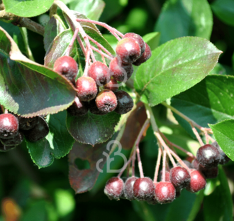 Aronia melanocarpa | Appelbes  | Voedselbos