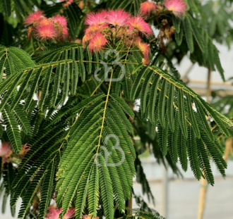 Albizia julibrissin | Perzische slaapboom | Laanboom