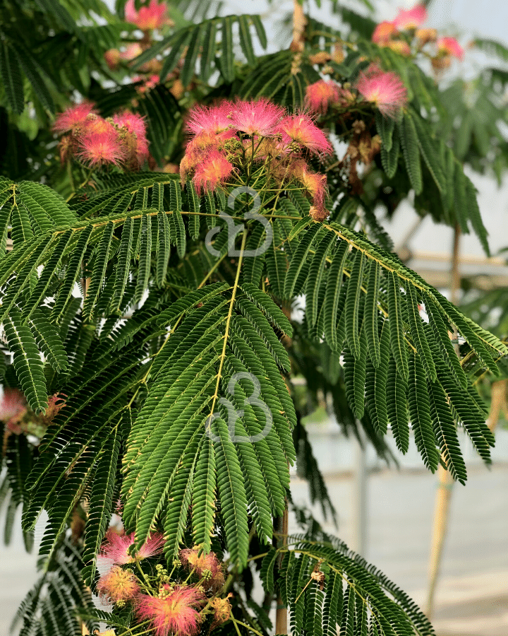 Albizia Julibrissin Perzische Slaapboom Laanboom De Batterijen