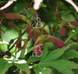 Acer palmatum | Japanse esdoorn | Heester