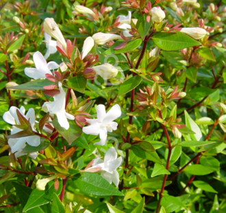 Abelia grandiflora | Abelia | Heester