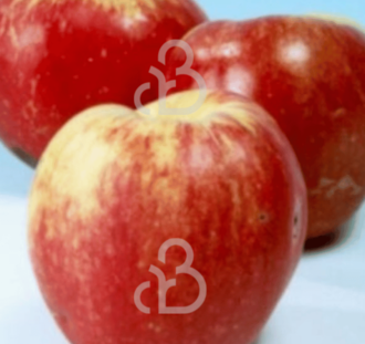 Malus d. 'Zigeunerin' | Appelboom