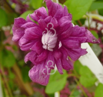 Clematis vitic. 'Purpurea Pl. Elegans'  | Bosrank | Klimplanten