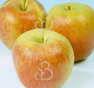 Malus d. 'Delcorf' | Appelboom