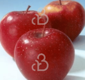 Malus d. 'Elise' | Appelboom