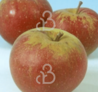 Malus d. 'Karmijn de Sonnaville' | Appelboom