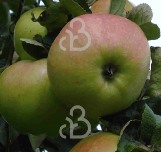 Malus d. 'Ontario' | Appelboom