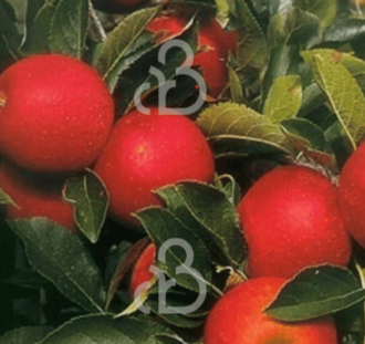 Malus d. 'Red Elstar' | Appelboom