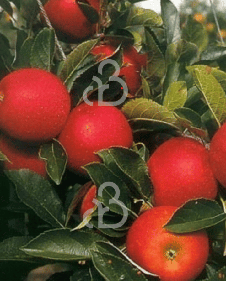 Malus d. 'Red Elstar' | Appelboom