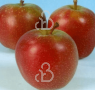 Malus d. 'Summerred' | Appelboom