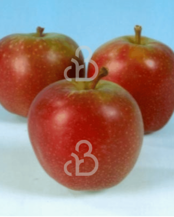 Malus d. 'Summerred' | Appelboom