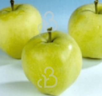 Malus d. 'Yellow Transparent' | Appelboom