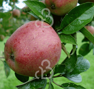 Malus d. 'Zoete Ermgaard' | Appelboom