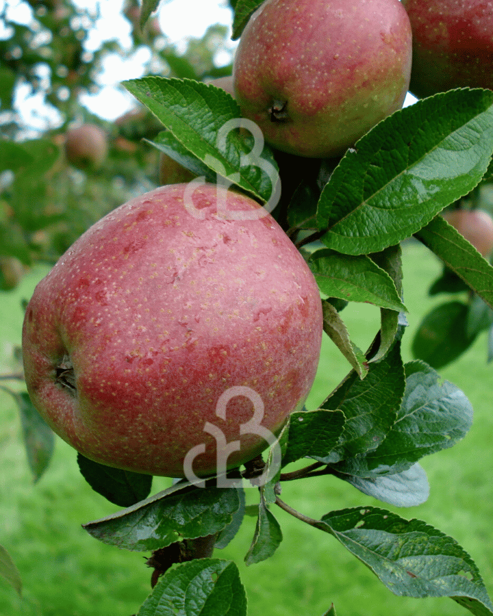 Malus d. 'Zoete Ermgaard' | Appelboom