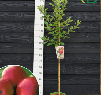 Malus d. 'Ecolette'  | Appelboom