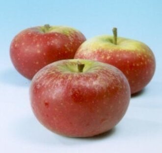 Malus d. 'Court-Pendu' | Appelboom