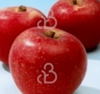 Malus d. 'Sterappel' | Appelboom | Leivorm