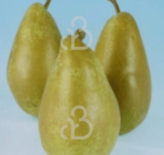 Pyrus c. 'Triomphe de Vienne' | Perenboom