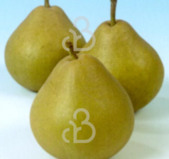 Pyrus c. 'Welleman' | Perenboom