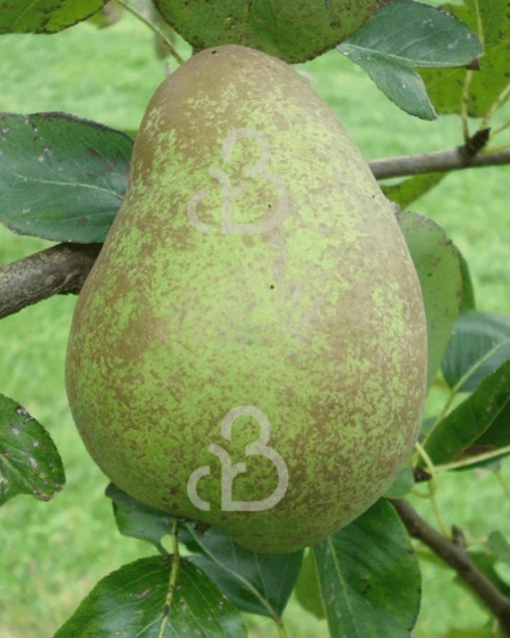 Pyrus c. 'Williams Duchess'  | Perenboom