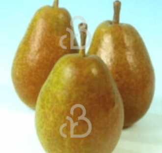 Pyrus c. 'Bonne Louise d'Avranches' | Perenboom