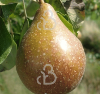 Pyrus c. 'Gieser Wildeman' | Perenboom | Leivorm