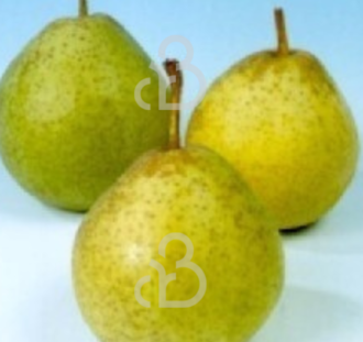 Pyrus c. 'Noordholl. Suikerpeer' | Perenboom