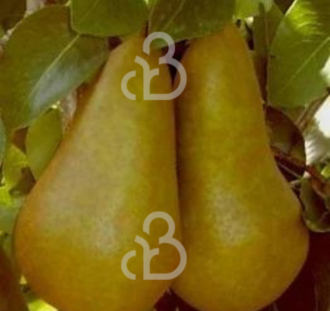 Pyrus c. 'Kaiser Alexander' | Perenboom