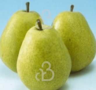 Pyrus c. 'Beurré Alexandre Lucas' | Perenboom