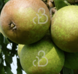 Pyrus c. 'Charneux' | Perenboom | Leivorm