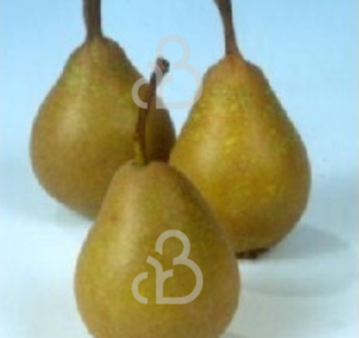 Pyrus c. 'Jut' | Perenboom | Leivorm