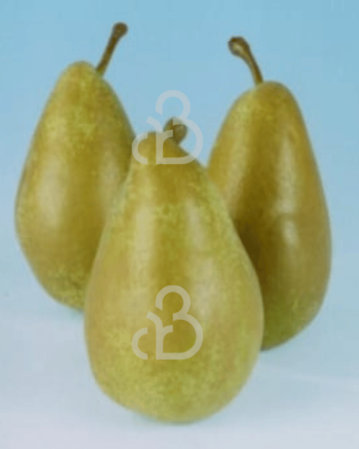 Pyrus c. 'Triomphe de Vienne' | Perenboom | Leivorm