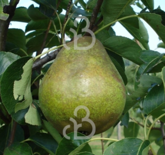 Pyrus c. 'Williams' | Perenboom | Leivorm