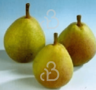 Pyrus c. 'Kruidenierspeer' | Perenboom