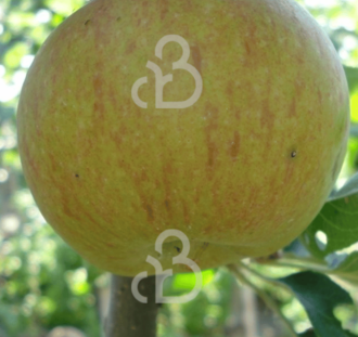 Malus d. 'Lena' | Appelboom