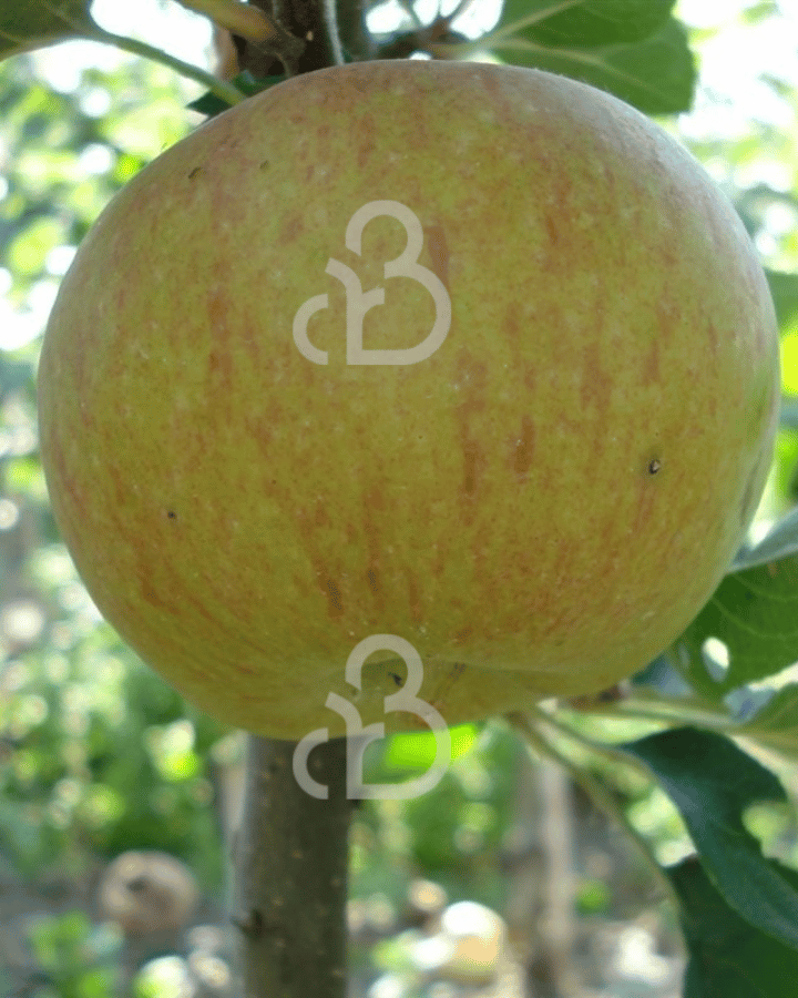 Malus d. 'Lena' | Appelboom