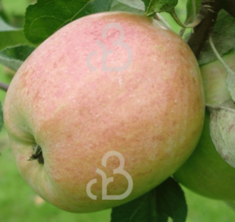 Malus d. 'Princess Noble' | Appelboom