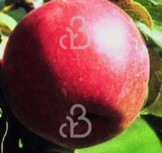 Malus d. 'Rewena' | Appelboom