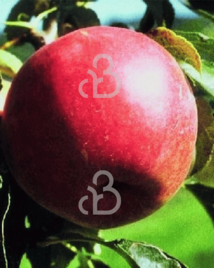 Malus d. 'Rewena' | Appelboom