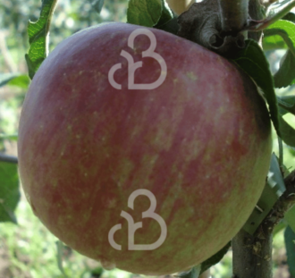 Malus d. 'Fuji Kiku 8' | Appelboom