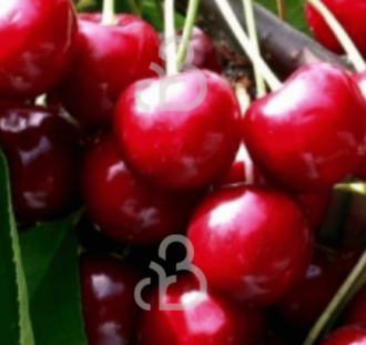 Prunus a. 'Summit' | Kersenboom | Leivorm