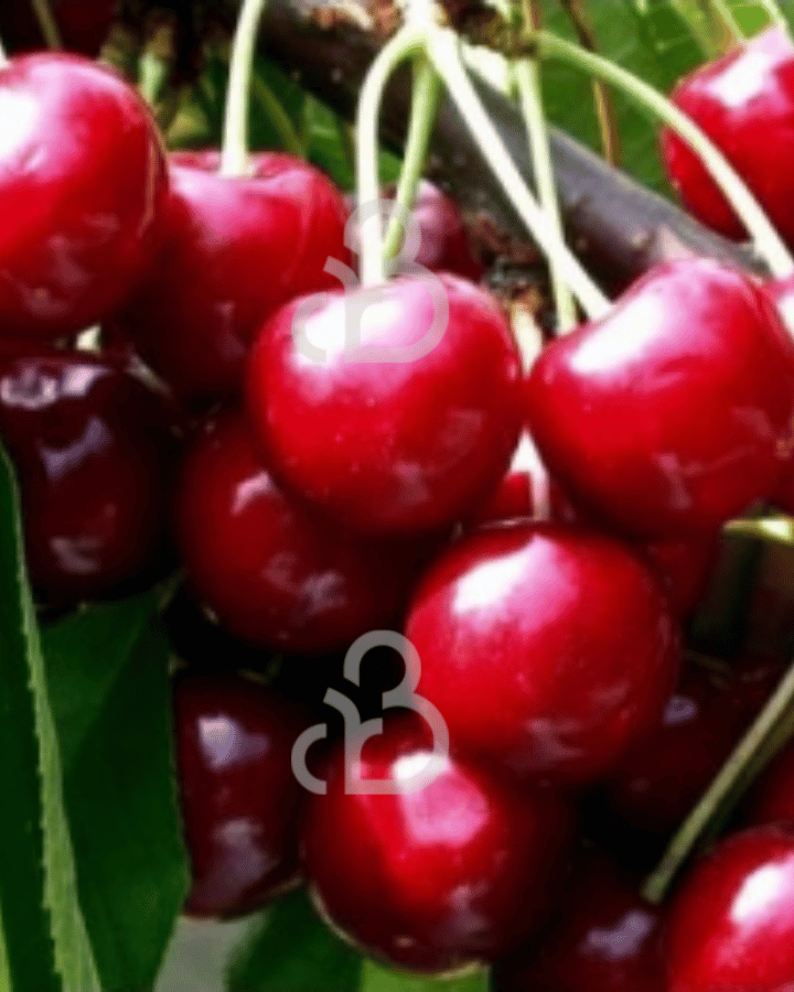 Prunus a. 'Summit' | Kersenboom | Leivorm