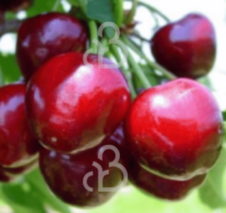 Prunus a. 'Techlovan' | Kersenboom