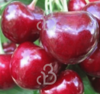 Prunus a. 'Sylvia' | Kersenboom