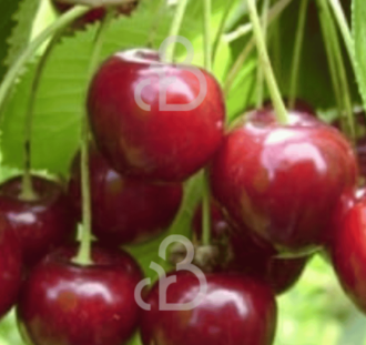 Prunus a. 'Hedelfinger Riesenkirsche' | Kersenboom | Leivorm