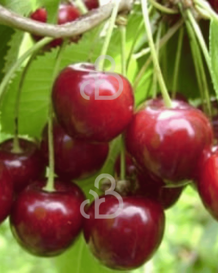 Prunus a. 'Hedelfinger Riesenkirsche' | Kersenboom | Leivorm