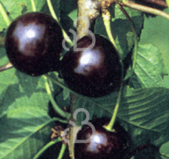 Prunus a. 'Karina' | Kersenboom | Leivorm